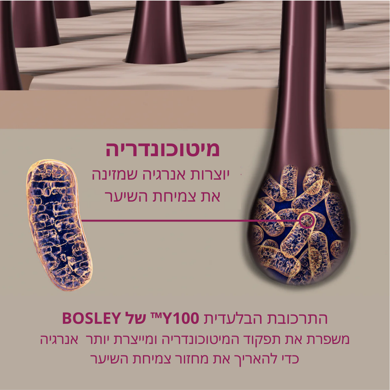 Revive+ Densifying Serum סרום מעבה שיער לנשים