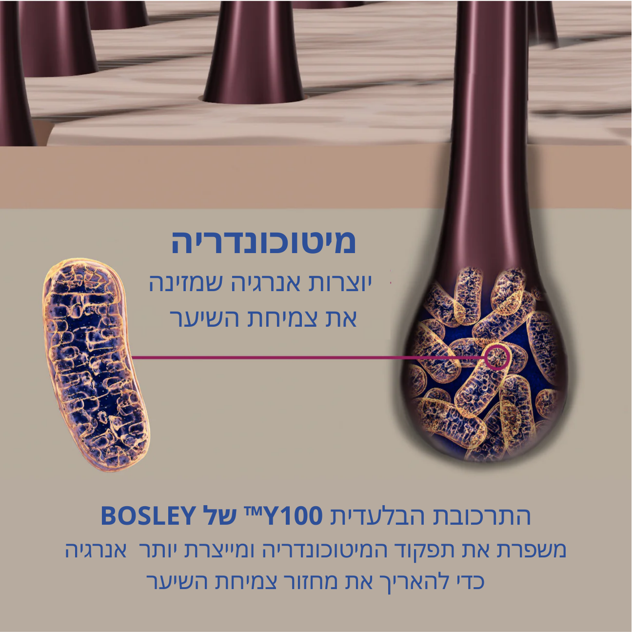 Revive+ Densifying Serum סרום מעבה שיער לגברים
